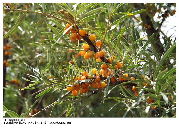 �����-�������� ��������, ��������, ���������� ����������, ����������, ���������� ����������, ����������, ���������� ����������, ���������� ����������, ����� ��������, ������� ��������, ��������, ����, ��������, �����, �����