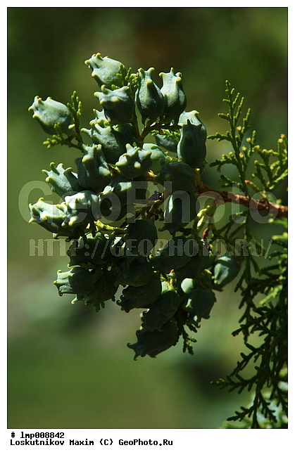 ��������, ���������� ����������, ����������, ���������� ����������, ����������, ���������� ����������, ���������� ����������, ������� ����, �����, ����� ���, ������� ���, ��������, ���, ������� ���