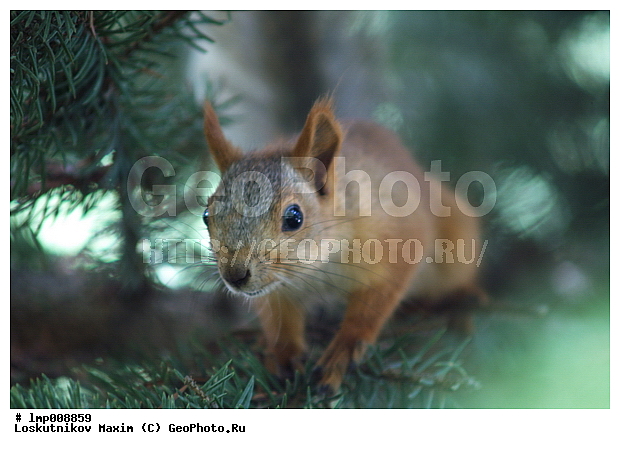 ��������, ���������� ����������, ����������, ���������� ����������, ����������, ���������� ����������, ���������� ����������, ������ ����, �����, ����� �� ���, �������, ������, ��������, ���������� �����, ������ ������, ��������, �������� �����, �����, ����� �����