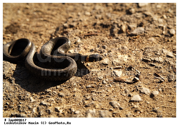 ��, �����, �����������, ����