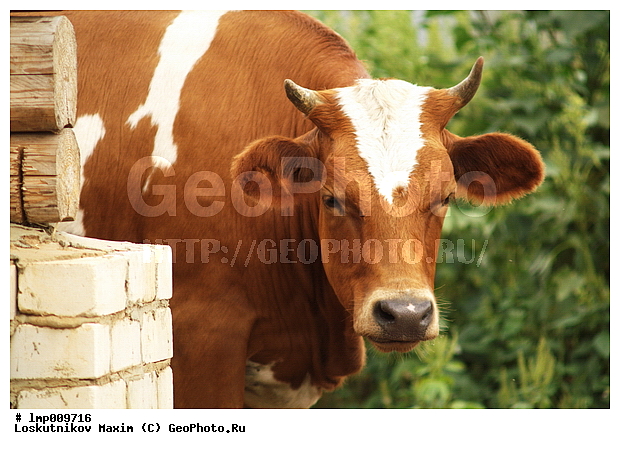 ���, ��������, ������, ������ ������� ����