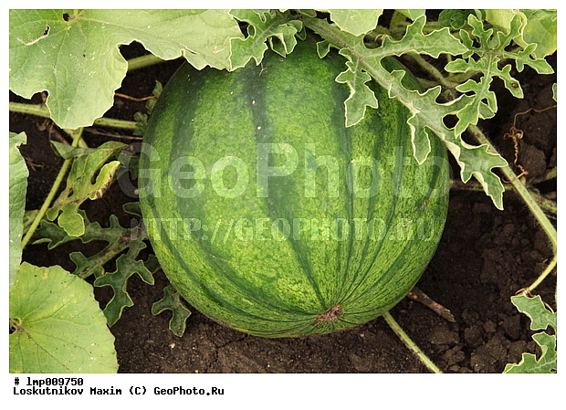 �����, �����, �������� ��������, ����, ��������� �����, �����, �����