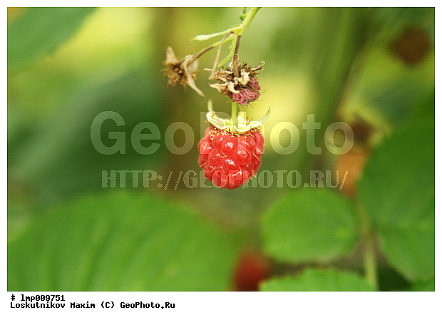 ������� ������, ������� �����, ������� �����, ���������, ������, ����, ��������, �����, �����