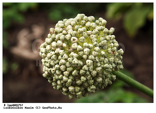 ���, ������, ��������, ��������