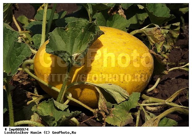 �����, �������� ��������, ����, ����� ����, ����, �������, �����