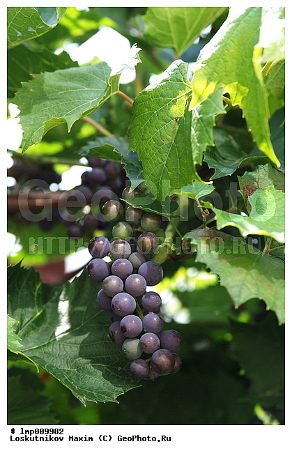 ��������, �����, ����� ���������, �������, ��������, �������� �� �����, ����������� ������, ������ ���������, ����, ����, �����, ����������, ������, �����