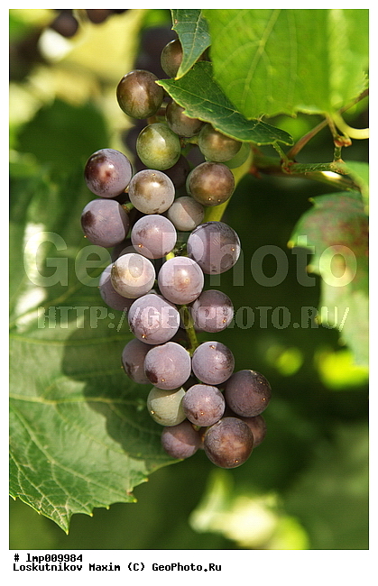 ��������, �����, ����� ���������, �������, ��������, �������� �� �����, ����������� ������, ������ ���������, ����, ����, �����, ����������, ������, �����