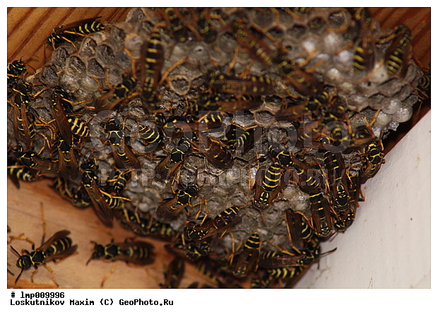 ����, ���, ������ ������, ���, ����