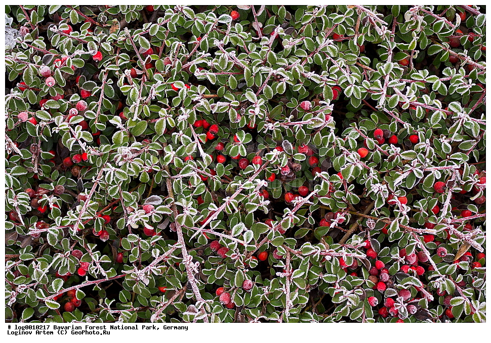 ��������, ������������ ���������� ��������, ���, �������, ������������ ���� ��������� ���, ��������� �������