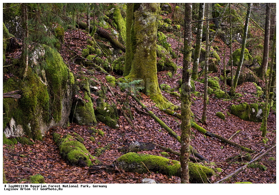 ��������, ������������ ���������� ��������, ���, �������, ������������ ���� ��������� ���, ������ ���, ����, ������