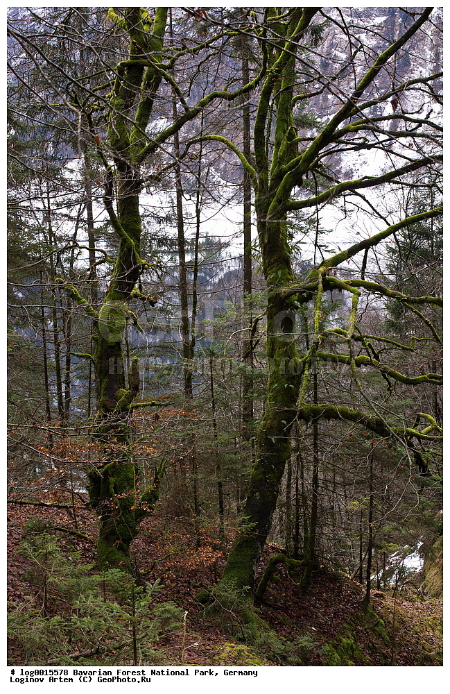 ��������, ������������ ���������� ��������, ���, �������, ������������ ���� ��������� ���, ������ ���, ����, ������