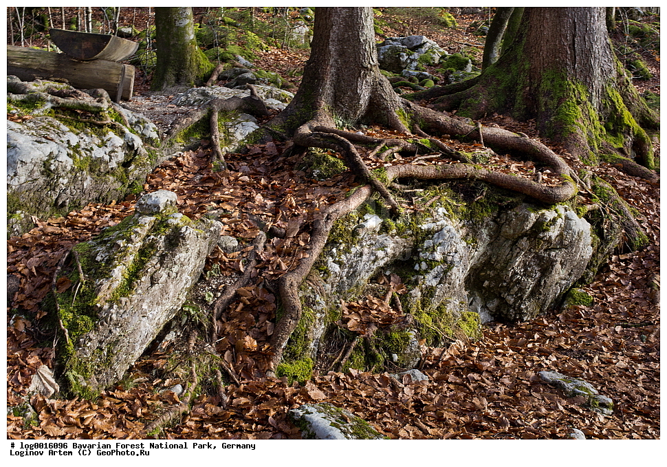 ��������, ������������ ���������� ��������, ���, �������, ������������ ���� ��������� ���, ������ ���, ����, ������