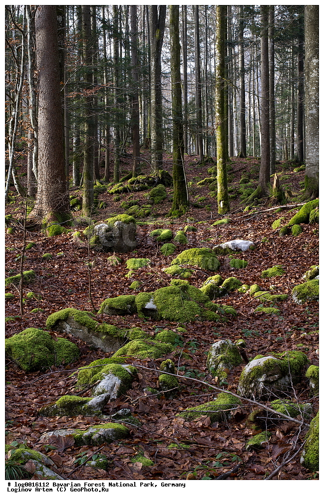 ��������, ������������ ���������� ��������, ���, �������, ������������ ���� ��������� ���, ������ ���, ����, ������