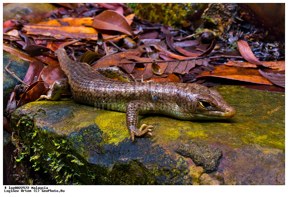 ����������� ���, ��������, ��������, ��������, ��������������, ��������������, ��������, ��������