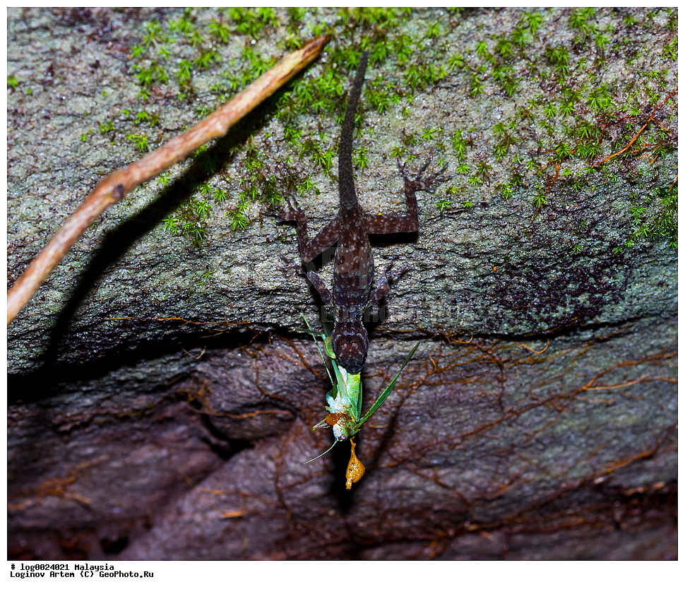 ����������� ���, ��������, ��������, ��������, ��������������, ��������������, ��������, ��������