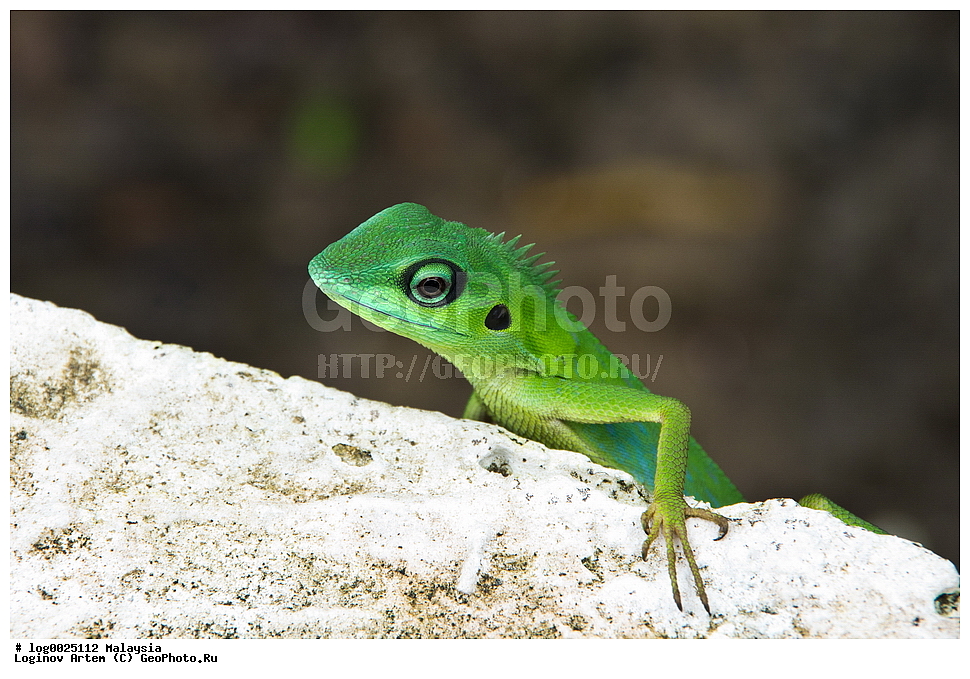 ����������� ���, ��������, ��������, ��������, ��������������, ��������������, ��������, ��������