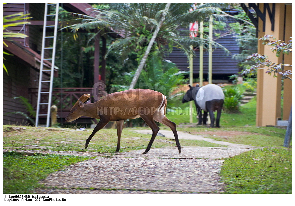 ����������� ���, ��������, ��������, ��������, �������������, �������������, �����, �����, XYZ, ��������, ������, Cervidae, ��������� �������, Muntiacus muntjak, Cervus moschatus, Cervus muntjak, ���������, Tapiridae, ��������� �����, Tapirus indicus, Acrocodia indicus