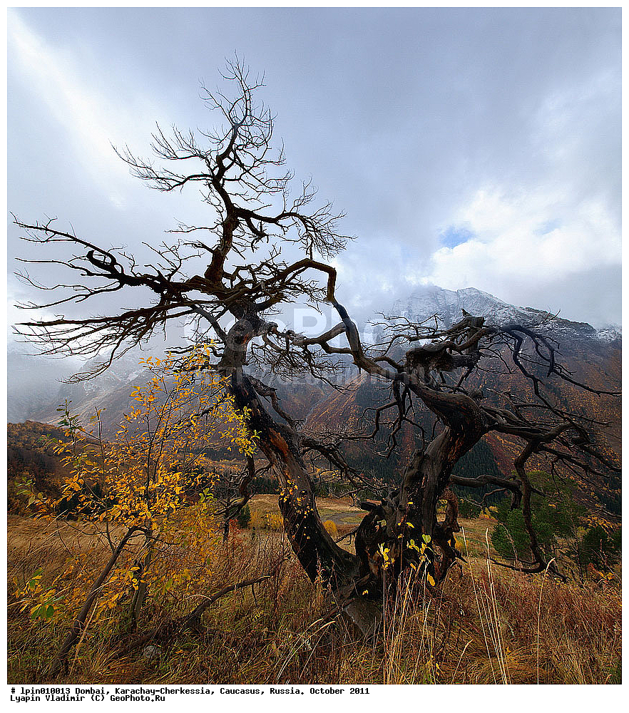 ������, ���������-���������, �������, 2011, ������, �������� ������, ����, ������ ��������