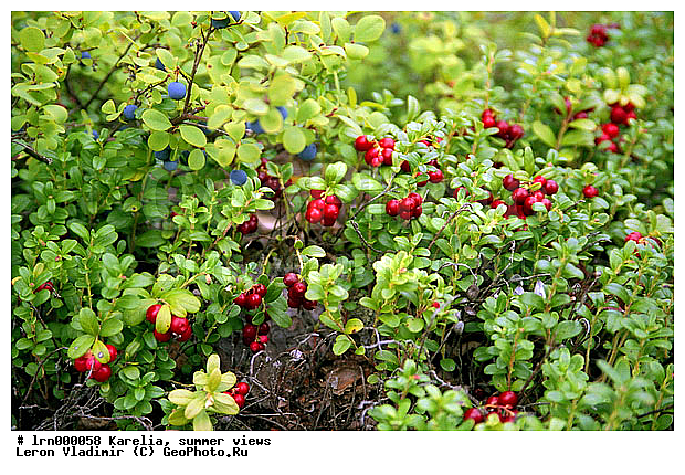 �������, ����