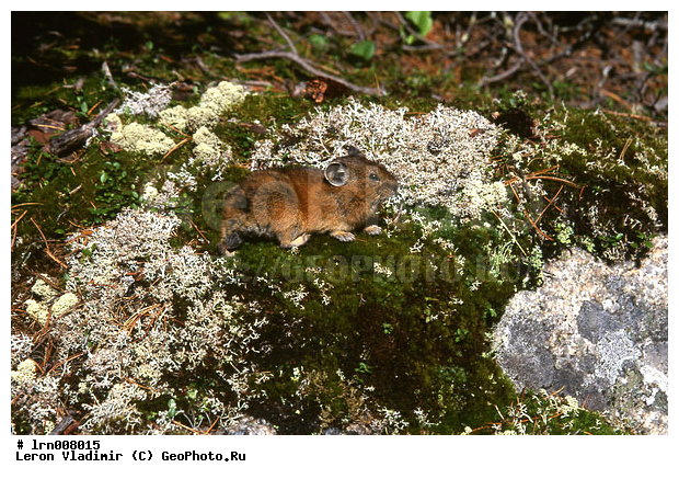 ������, �����, ����������, ����, ������