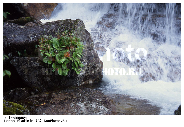 �����, ����, ������