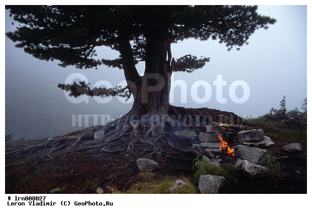 �����, ����, ������