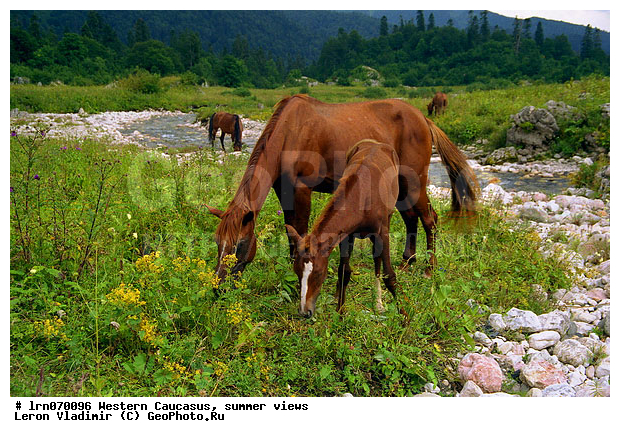 �������� ������, ������, ��������, ����, ���������, ������, �������, �����, ����, ������, ��������, ��������, �������������, �������������, �����, �����, XYZ, ���������, Equidae, �������� ������, Equus ferus caballus