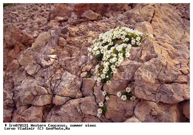 �������� ������, ������, ��������, ����, �����