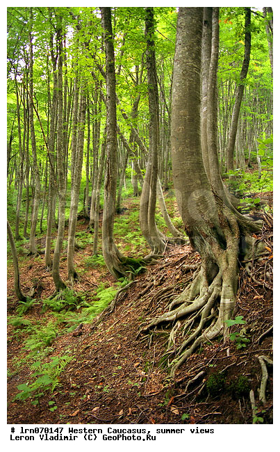 �������� ������, ������, ��������, ����, �����