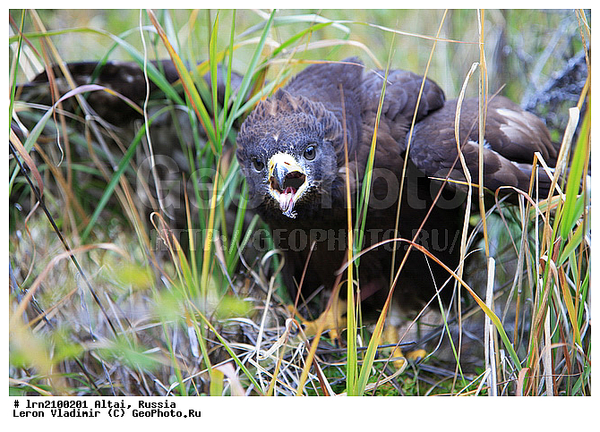 �����, ������, ���?�, ������, ������ ���?�