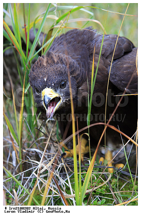 �����, ������, ���?�, ������, ������ ���?�