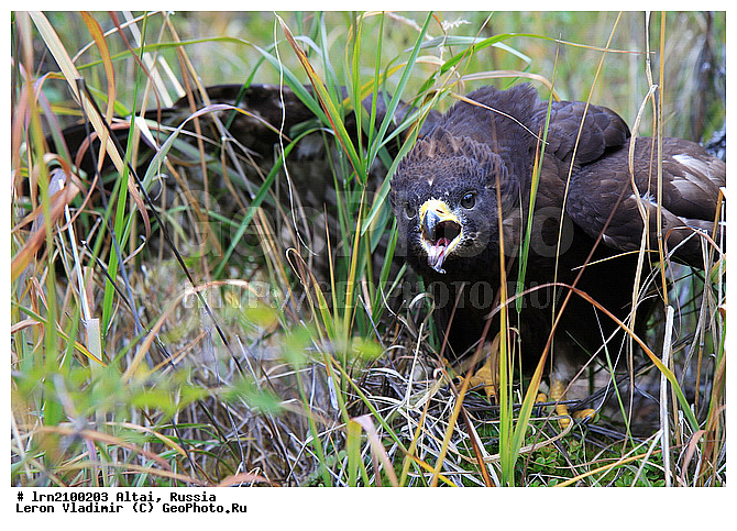 �����, ������, ���?�, ������, ������ ���?�