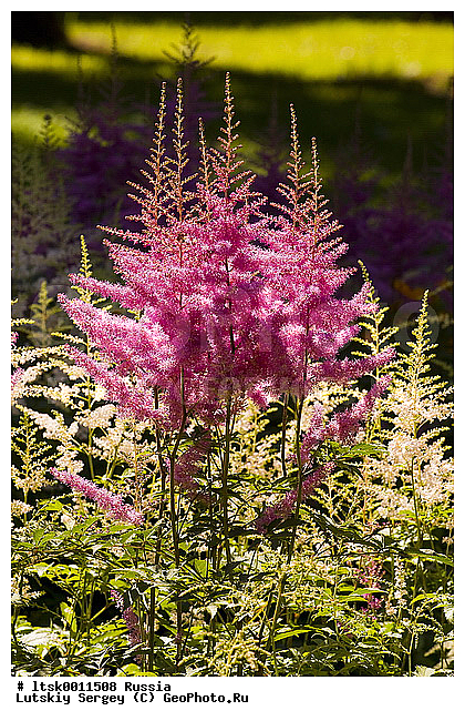 ����� ������������, ������������, ��������, �������, �����, ������, �����