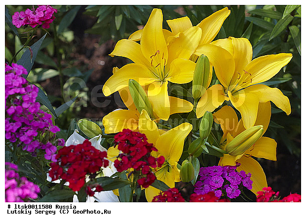 ����� ������������, ������������, ��������, �������, �����, ������, �����