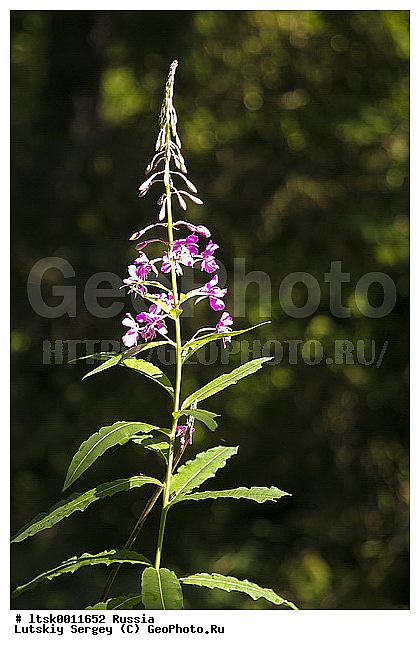 Chamaenerion angustifolium, ����-���, �����, �����������, ����, �������