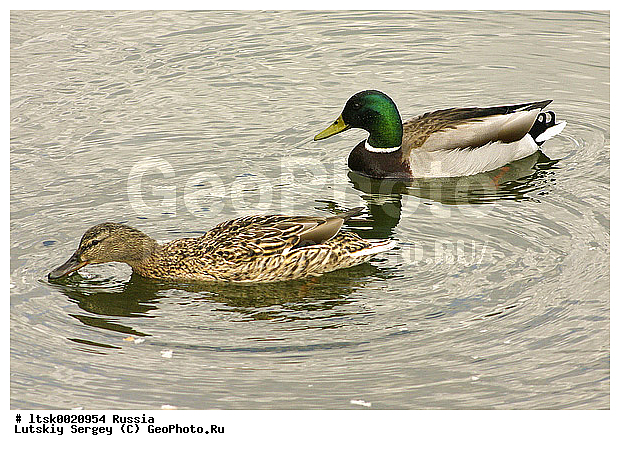 ������, ����, �������, �����, �����, ����� ��������, ������, Mallard (Anas platyrhynchos) Birds of Moscow parks, Russia, ��������, ��������, �����, �����, ��������, �����������, �����������������, ������������� �����, ������������� �����, XYZ, ������, Anatidae, ������, Anas platyrhynchos