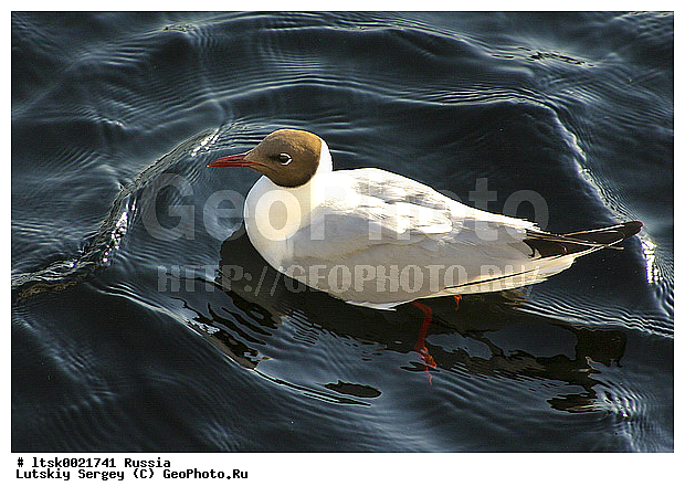 ������, ����, �������, �����, �����, ����� ��������, ������, ��������, ��������, ��������, �����������, ������� �����, ������� �����, �����, �����, XYZ, ��������, Laridae, ������ �����, ������� �����, ������������ �����, ������ �����, Larus ridibundus, Chroicocephalus ridibundus