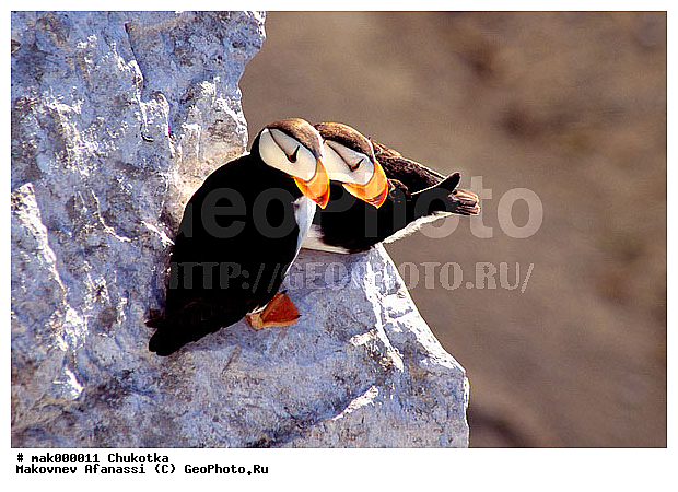 ��������, ������, ��� ��������, �������, ������, ����, ������, ����, ����, ���������, �����, �����, ���������, ������, ������� �����, ������� �����, �����, XYZ, ������ �����, ����������, Alcidae, ������, ������������� �������, ������������� �����, Fratercula corniculata