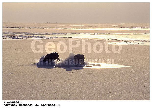 ������, ����, �����, ����, ���������