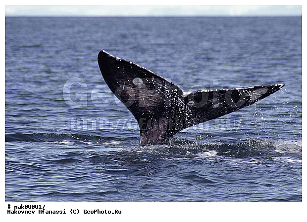 ����� ���