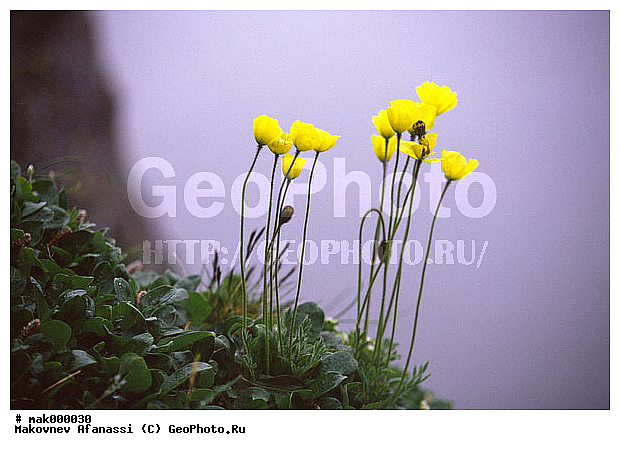 ���, ����, �������� ���