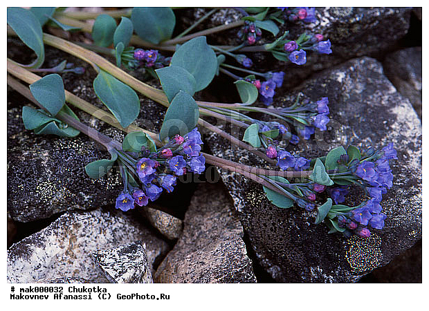 ��������, �������� �� ���� ������, �������, ���������� �����, �������� ���������, ��������, ������, �����, ��������, ���������, ����������� ���������, �����, ������, �������, �����