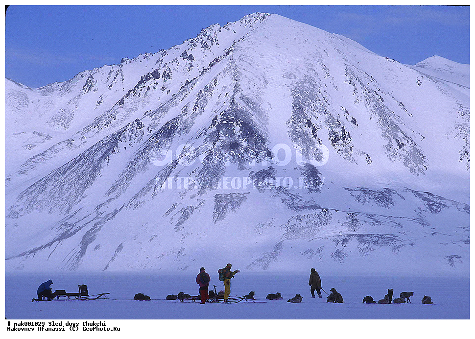 �������, ������, �������, �������, ������� ������, �����, ��������� ����������, ������, ��������, ��������, �������������, �������������, �����, �����, �������, ������, XYZ, ������, �������, ������, Canidae, ������, Canis lupus familiaris, Canis familiaris