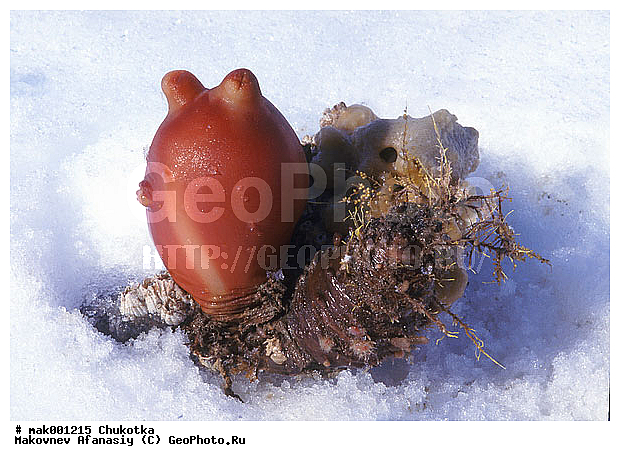 �������, �������, �������, ��������������, ���