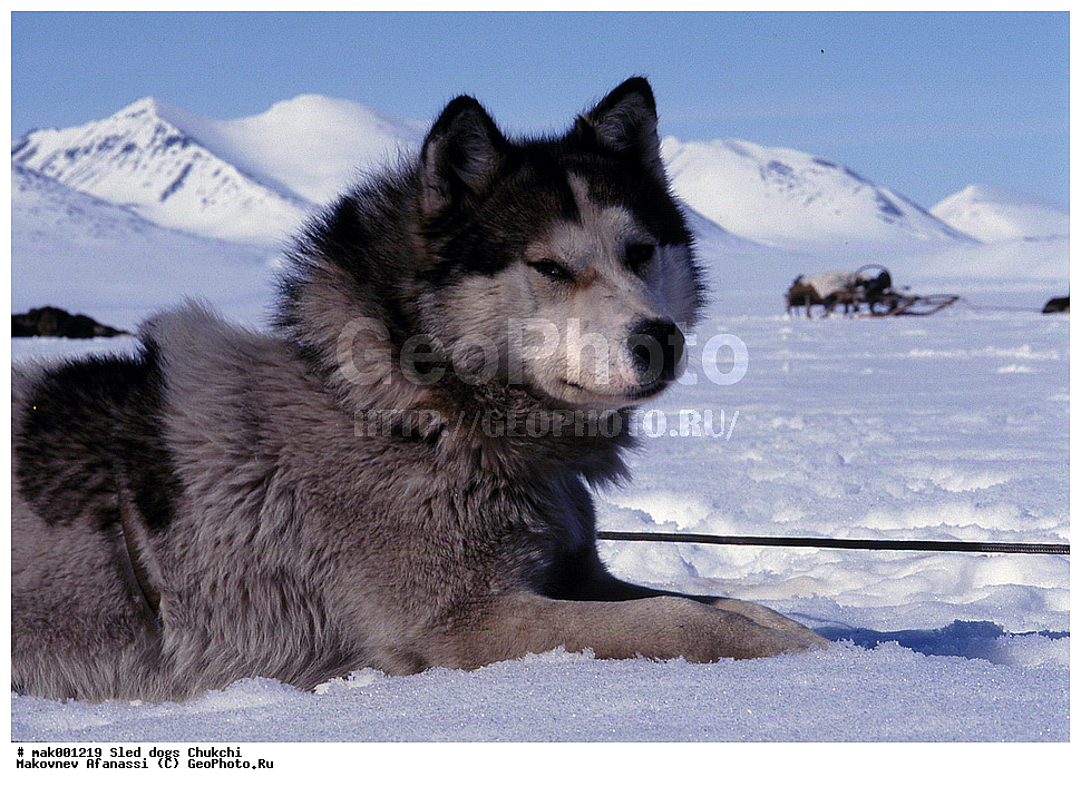 �������, ������, �������, �������, ������� ������, �����, ��������� ����������, ������, ��������, ��������, �������������, �������������, �����, �����, �������, ������, XYZ, ������, �������, ������, Canidae, ������, Canis lupus familiaris, Canis familiaris