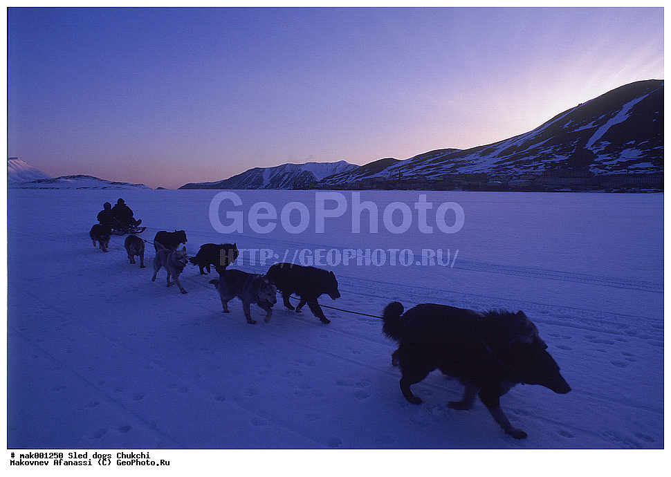 �������, ������, �������, �������, ������� ������, �����, ��������� ����������, ������, �������, �����, ��������, ��������, �������������, �������������, �����, �����, �������, ������, XYZ, ������, �������, ������, Canidae, ������, Canis lupus familiaris, Canis familiaris