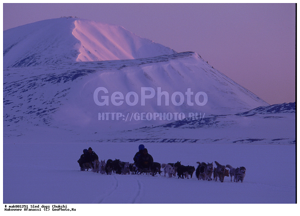 �������, ������, �������, �������, ������� ������, �����, ��������� ����������, ������, �������, �����, ��������, ��������, �������������, �������������, �����, �����, �������, ������, XYZ, ������, �������, ������, Canidae, ������, Canis lupus familiaris, Canis familiaris