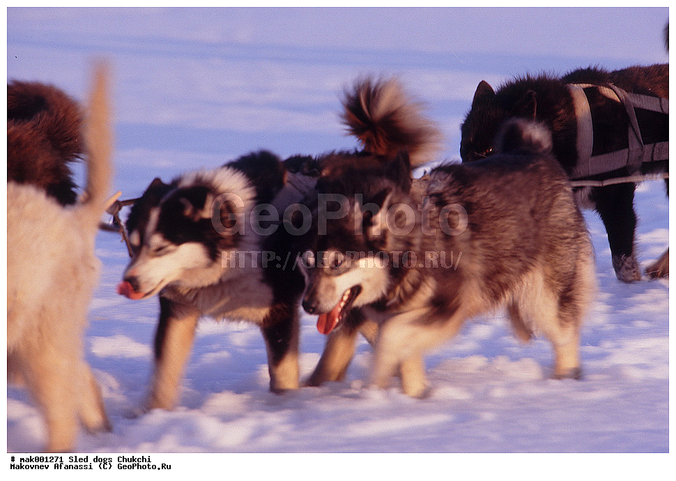 �������, ������, �������, �������, ������� ������, �����, ��������� ����������, ������, �������, �����, ��������, ��������, �������������, �������������, �����, �����, �������, ������, XYZ, ������, �������, ������, Canidae, ������, Canis lupus familiaris, Canis familiaris