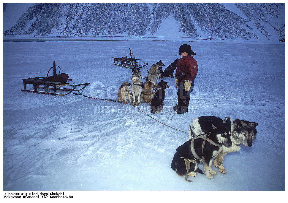 �������, ������, �������, �������, ������� ������, �����, ��������� ����������, ������, ��������, ��������, �������������, �������������, �����, �����, �������, ������, XYZ, ������, �������, ������, Canidae, ������, Canis lupus familiaris, Canis familiaris