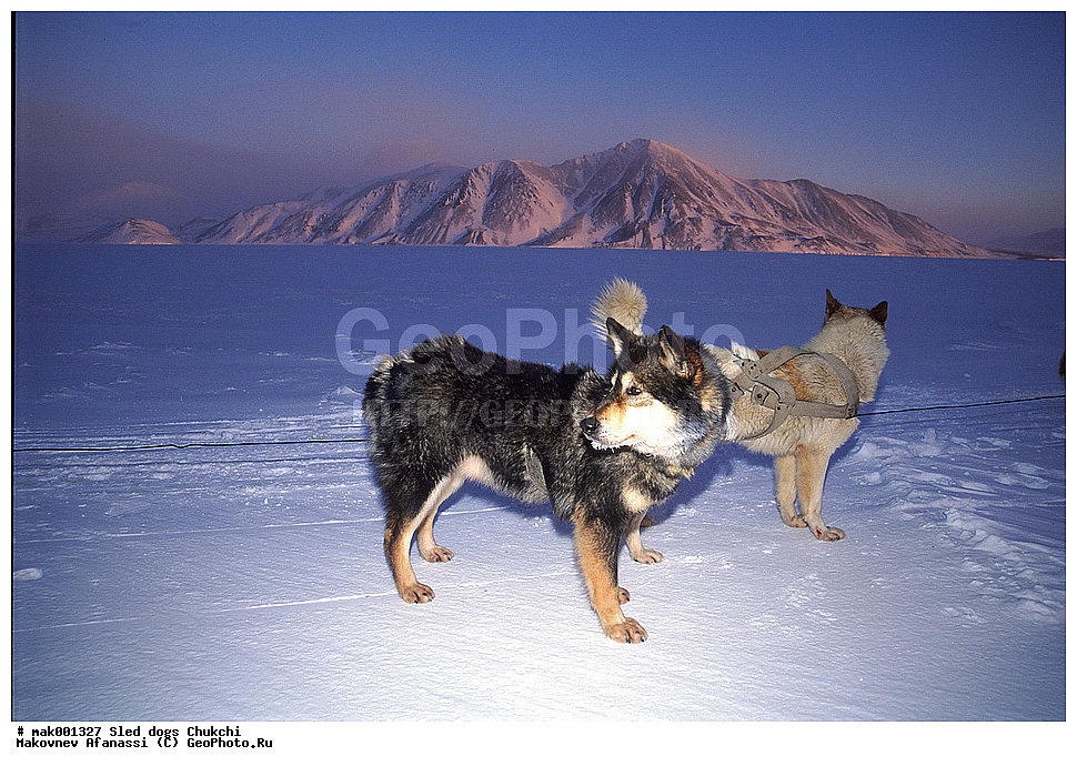 �������, ������, �������, �������, ������� ������, �����, ��������� ����������, ������, �������, �����, ��������, ��������, �������������, �������������, �����, �����, �������, ������, XYZ, ������, �������, ������, Canidae, ������, Canis lupus familiaris, Canis familiaris